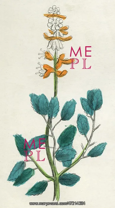  : PLANTS / OCIMUM BASILICUM