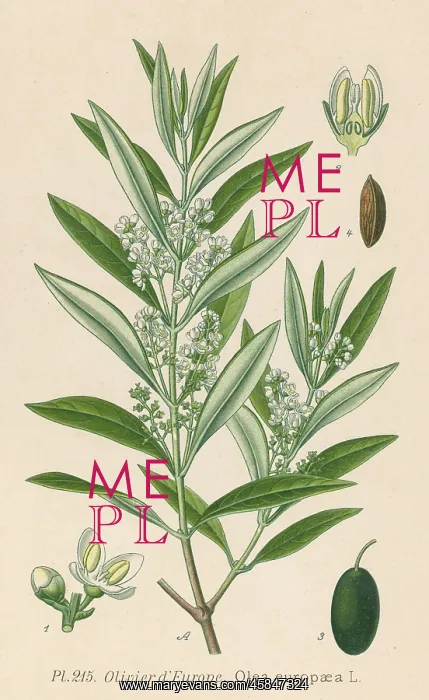  : PLANTS / OLEA EUROPAEA
