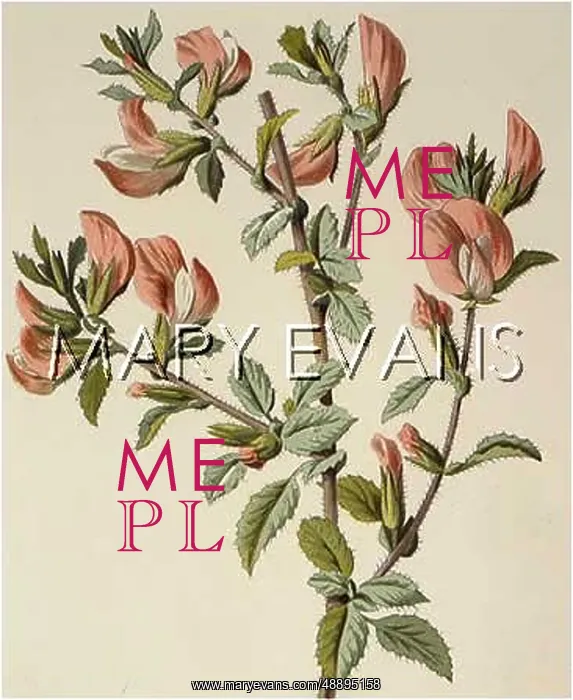 : PLANTS / ONONIS ARVENSIS