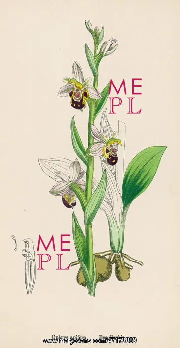  : PLANTS / OPHRYS APIFERA