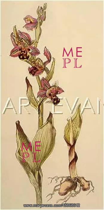  : PLANTS / OPHRYS APIFERA