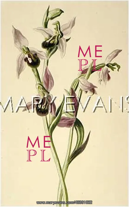  : PLANTS / OPHRYS APIFERA