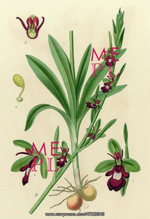 : PLANTS / OPHRYS MUSCIFERA : PLANTS / OPHRYS MUSCIFERA