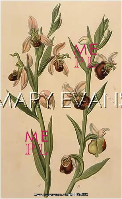 : PLANTS / OPHRYS SP : PLANTS / OPHRYS SP