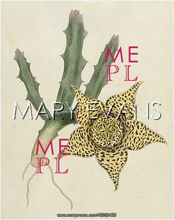 : PLANTS / ORBEA VARIEGATA : PLANTS / ORBEA VARIEGATA
