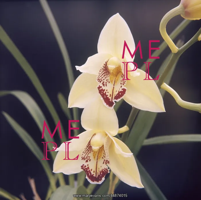: PLANTS / ORCHID : PLANTS / ORCHID