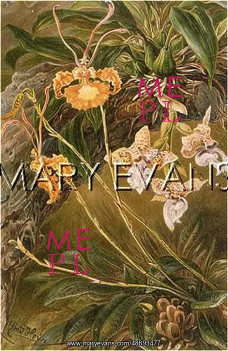 : PLANTS / ORCHIDS : PLANTS / ORCHIDS
