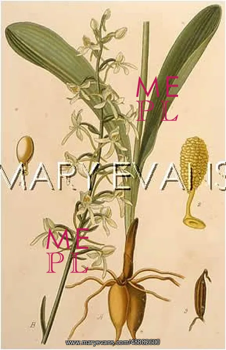  : PLANTS / ORCHIS BIFOLIA