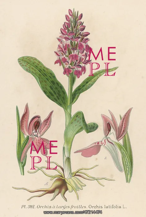  : PLANTS / ORCHIS LATIFOLIA