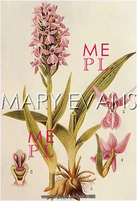  : PLANTS / ORCHIS LATIFOLIA