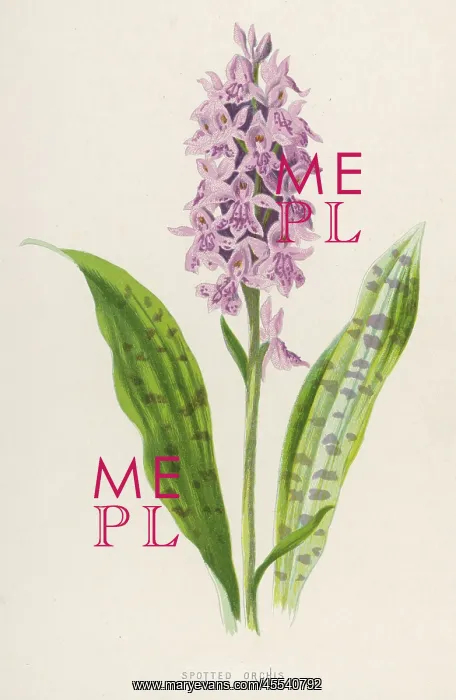  : Plants - Orchis Maculata