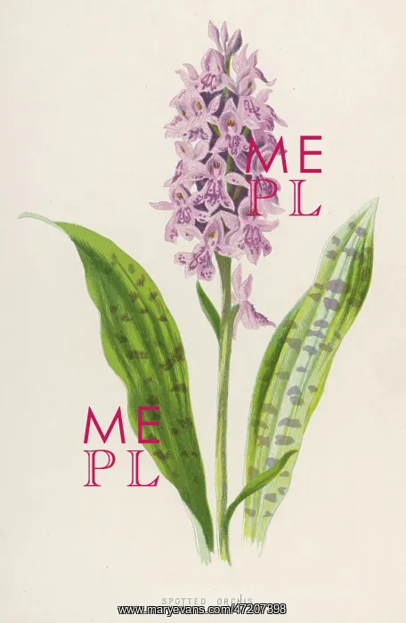  : Plants - Orchis Maculata