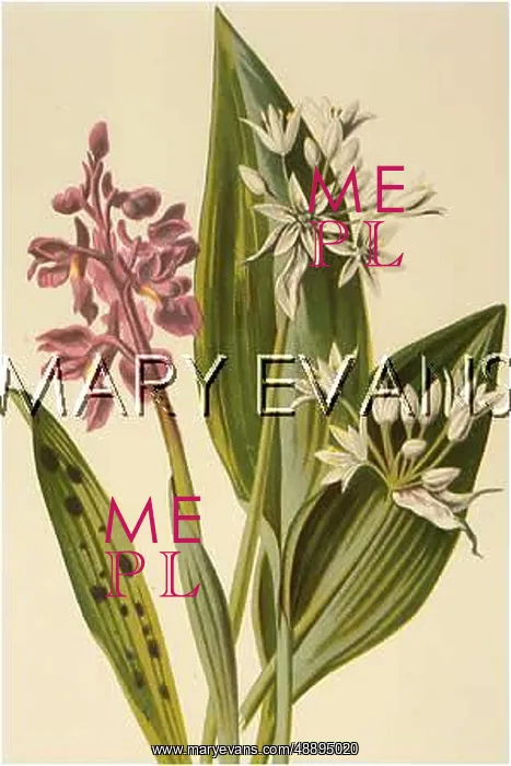  : PLANTS / ORCHIS MASCULA