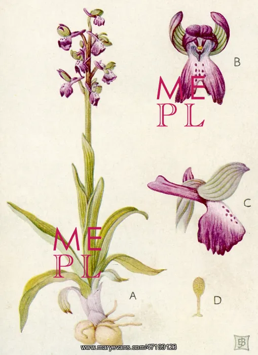 : PLANTS / ORCHIS MORIO