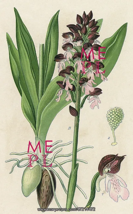  : PLANTS / ORCHIS PURPUREA