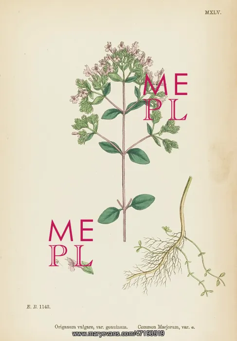  : PLANTS / ORIGANUM VULGARE