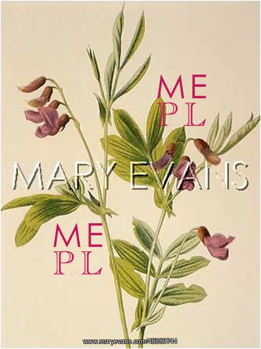  : PLANTS / OROBUS TUBEROSUS