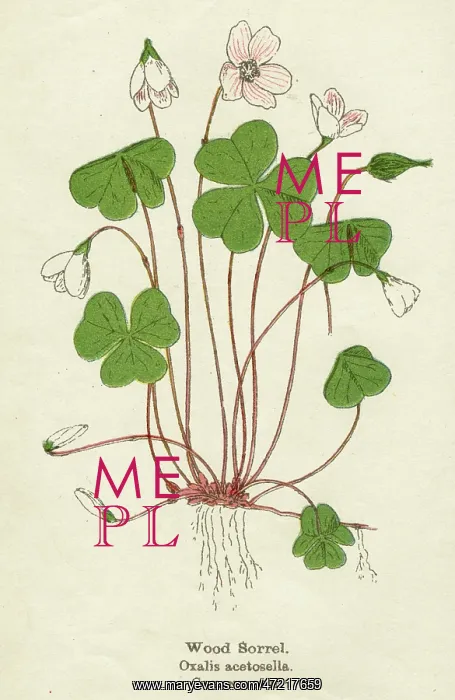  : PLANTS / OXALIS ACETOSELLA