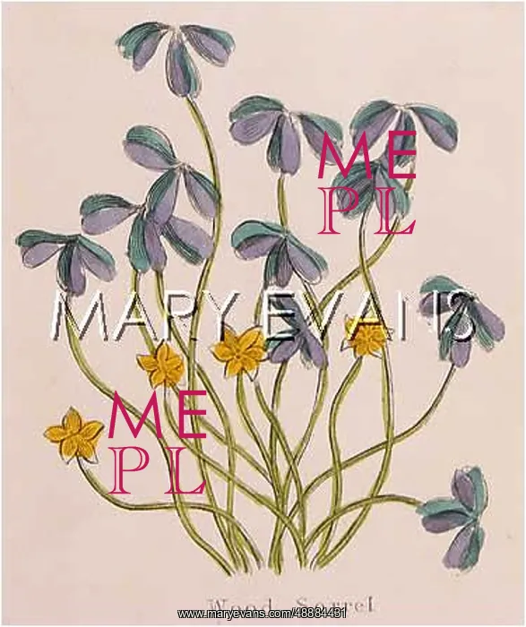  : PLANTS / OXALIS ACETOSELLA