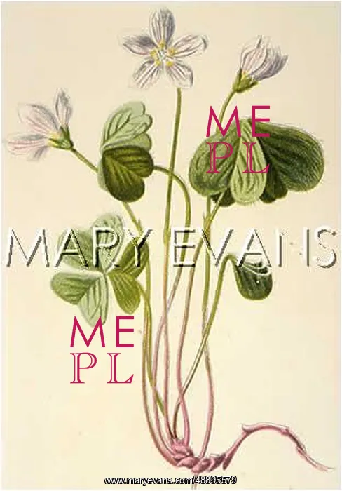  : PLANTS / OXALIS ACETOSELLA