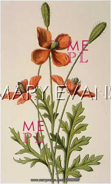  : PLANTS / PAPAVER ARGEMONE