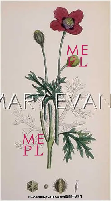  : PLANTS / PAPAVER HYBRIDUM