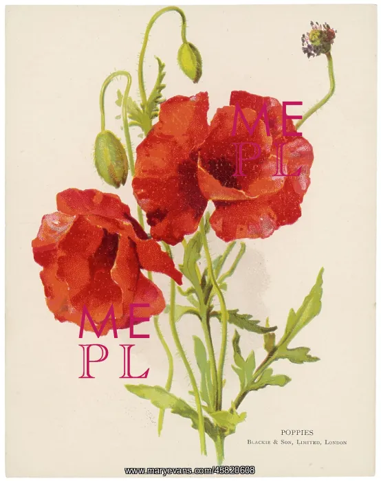  : PLANTS / PAPAVER RHOEAS