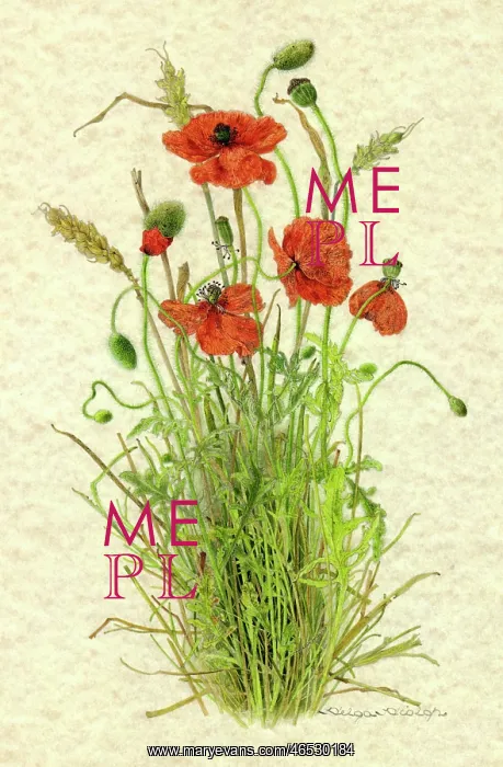  : PLANTS / PAPAVER RHOEAS