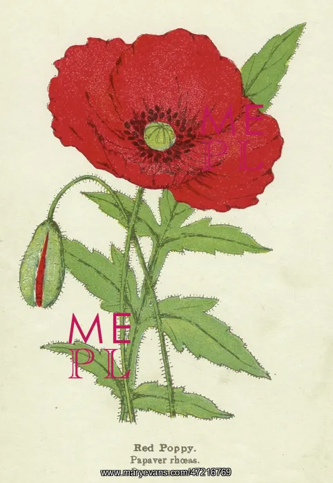  : PLANTS / PAPAVER RHOEAS