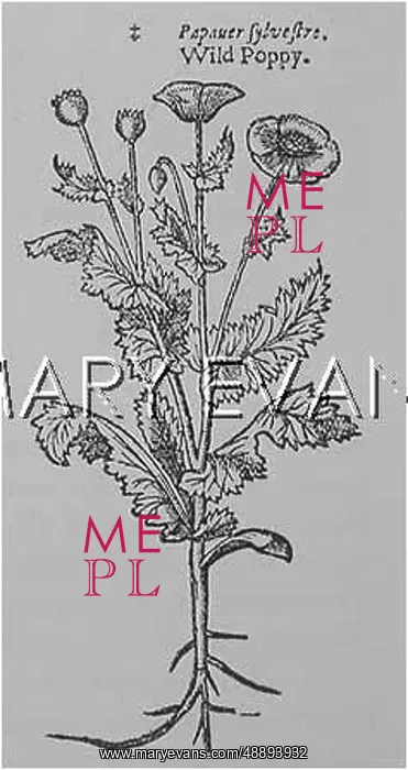  : PLANTS / PAPAVER RHOEAS
