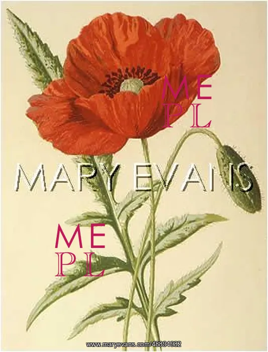  : PLANTS / PAPAVER RHOEAS