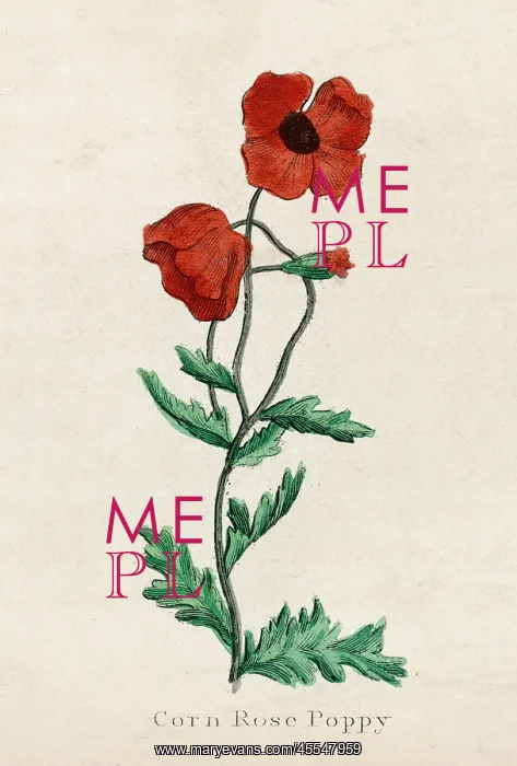  : Plants: Papaver Rhoeas or corn poppy