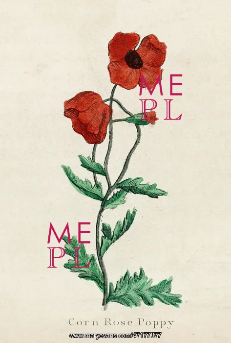 : Plants: Papaver Rhoeas or corn poppy : Plants: Papaver Rhoeas or corn poppy