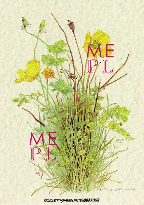  : PLANTS / PAPAVER SP