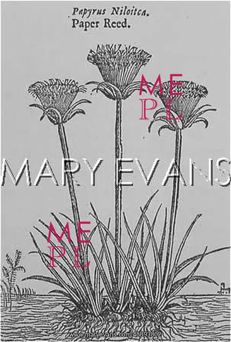  : PLANTS / PAPYRUS NILOTICA