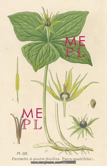 : PLANTS / PARIS QUADRIFOLIA : PLANTS / PARIS QUADRIFOLIA