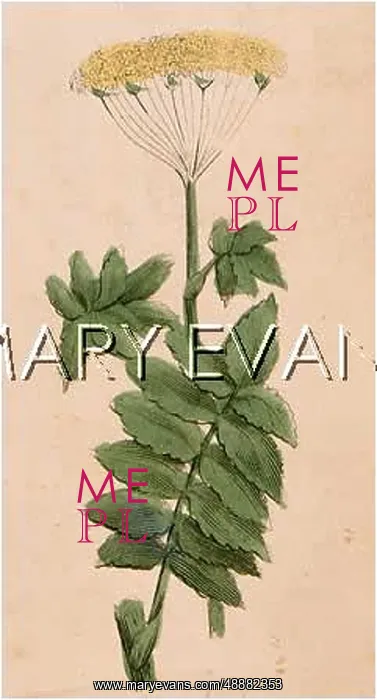  : PLANTS / PASTINACA SATIVA