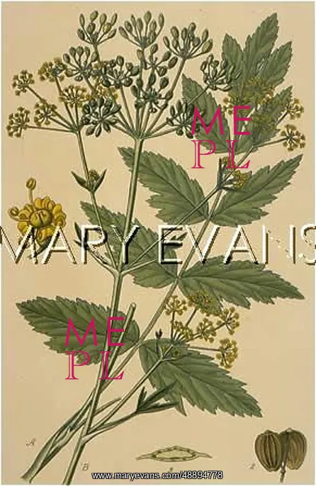  : PLANTS / PASTINACA SATIVA