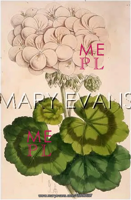  : PLANTS / PELARGONIUM