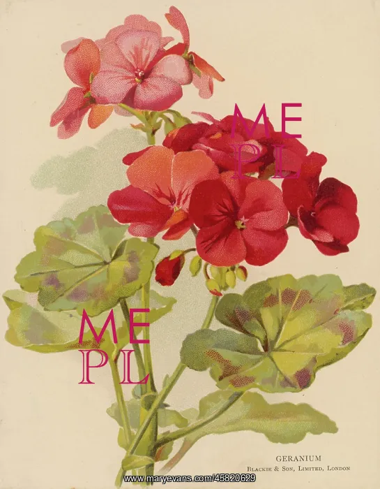  : PLANTS / PELARGONIUM SP