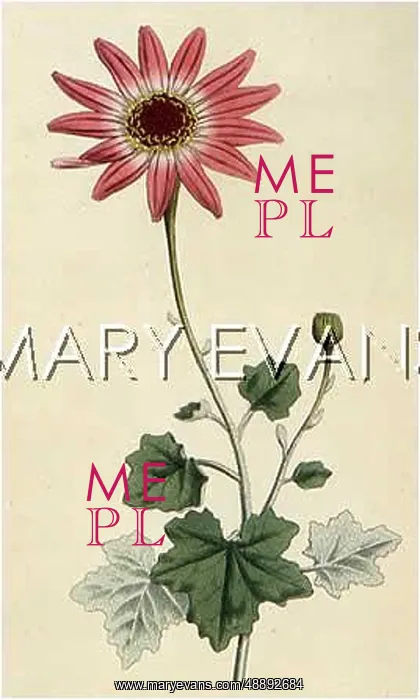 : PLANTS / PERICALLIS SP : PLANTS / PERICALLIS SP