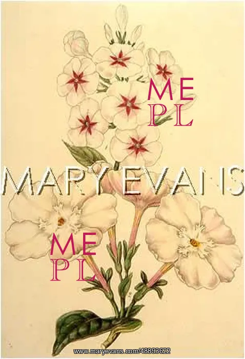  : PLANTS / PHLOX