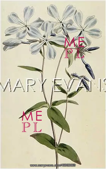 : PLANTS / PHLOX DIVARICATA : PLANTS / PHLOX DIVARICATA