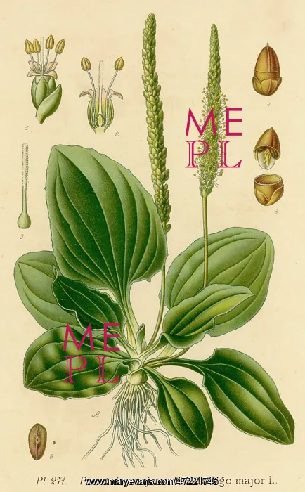 : PLANTS / PLANTAGO MAJOR