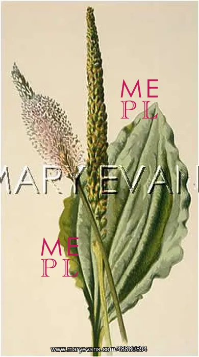  : PLANTS / PLANTAGO MAJOR