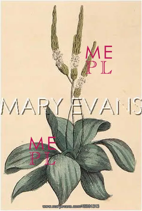  : PLANTS / PLANTAGO MAJOR