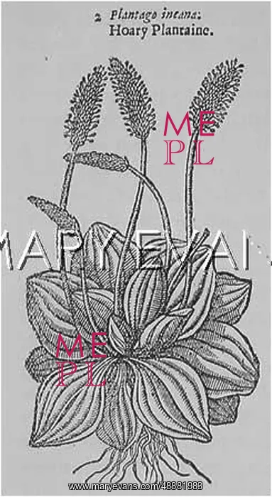  : PLANTS / PLANTAGO MEDIA