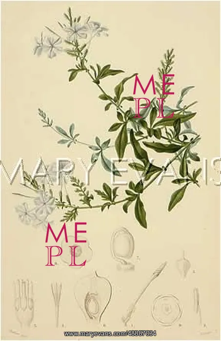 : PLANTS / PLUMBAGO CAPENSIS : PLANTS / PLUMBAGO CAPENSIS