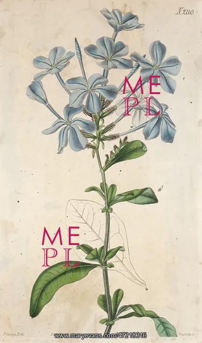  : Plants - Plumbago - Curtis