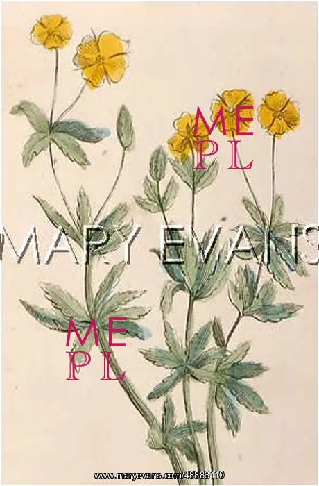  : PLANTS / POTENTILLA ERECTA